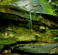 Strickland State Forest - Tweed Heads Accommodation