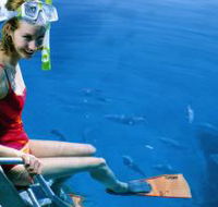 Roy Rufus Artificial Reef Dive Site - Tweed Heads Accommodation