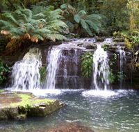 Barrington Tops National Park Walks - Tweed Heads Accommodation