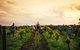 Tyrrells Vineyards - thumb 1