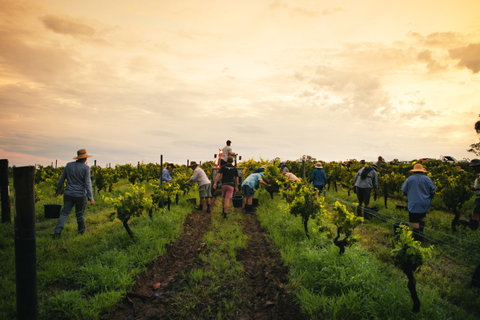 Tyrrells Vineyards - Tweed Heads Accommodation 1