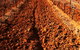Tyrrells Vineyards - thumb 3