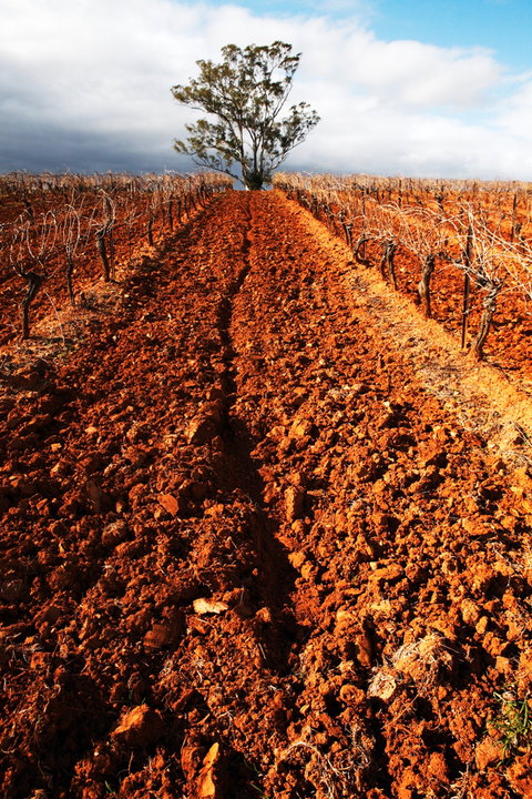 Tyrrells Vineyards - Tweed Heads Accommodation 3