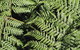 Glenrock State Conservation Area - thumb 3