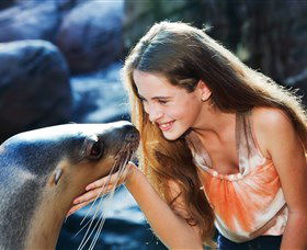 Sea Life Sunshine Coast - Tweed Heads Accommodation 1