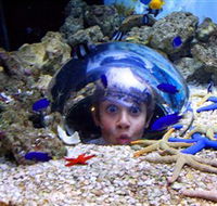 Sea Life Sunshine Coast - Tweed Heads Accommodation