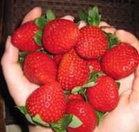 The Strawberry Farm - Tweed Heads Accommodation