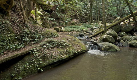 Booyong Walking Track - Tweed Heads Accommodation 1