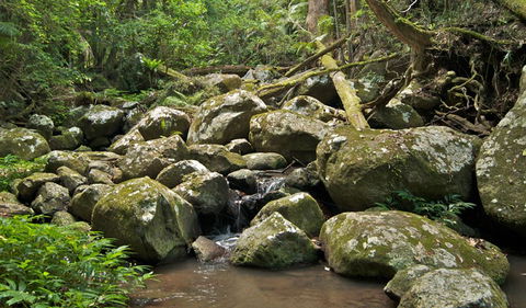 Booyong Walking Track - Tweed Heads Accommodation 0