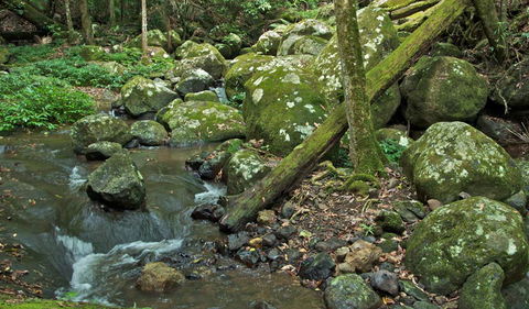 Booyong Walking Track - Tweed Heads Accommodation 2