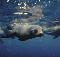 Wilsons Promontory Marine National Park - Tweed Heads Accommodation