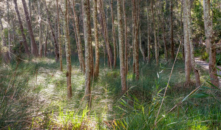 Buangla NSW Tweed Heads Accommodation