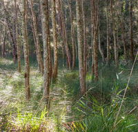 Anabranch loop track - Tweed Heads Accommodation