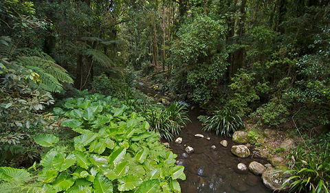 Brindle Creek Picnic Area - Tweed Heads Accommodation 1