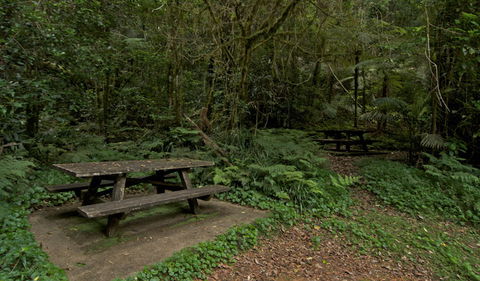 Brindle Creek Picnic Area - Tweed Heads Accommodation 2