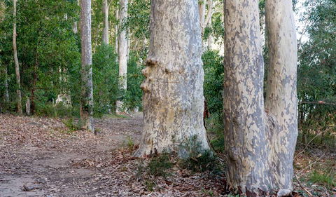 Delta Track - Tweed Heads Accommodation 3