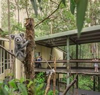 Daisy Hill Koala Centre - Tweed Heads Accommodation