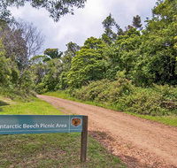 Antarctic Beech picnic area - Tweed Heads Accommodation