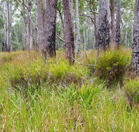 Narrawallee Inlet walking track - Tweed Heads Accommodation