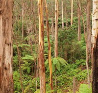 Cycle Mogo State Forest - Tweed Heads Accommodation