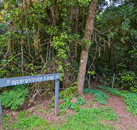 Falcorostrum loop walking track - Tweed Heads Accommodation