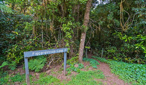Falcorostrum Loop Walking Track - Tweed Heads Accommodation 0