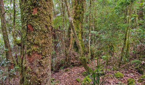 Falcorostrum Loop Walking Track - Tweed Heads Accommodation 2