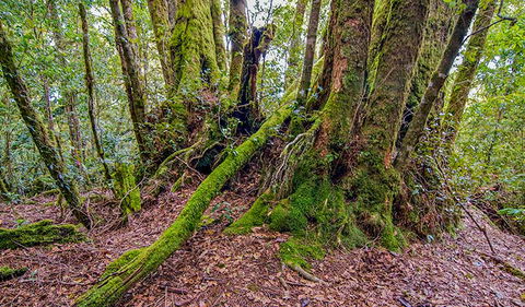 Falcorostrum Loop Walking Track - Tweed Heads Accommodation 3