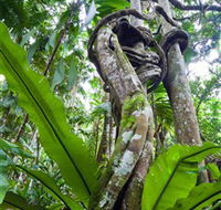 Tamborine Rainforest Skywalk - Tweed Heads Accommodation