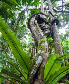 Tamborine Rainforest Skywalk - Tweed Heads Accommodation 0