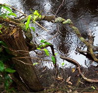 Mogo Bushwalk - Tweed Heads Accommodation