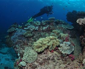 Flinders Reef Dive Site - Tweed Heads Accommodation 2