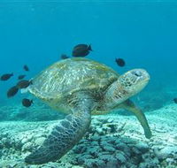 Flinders Reef Dive Site - Tweed Heads Accommodation
