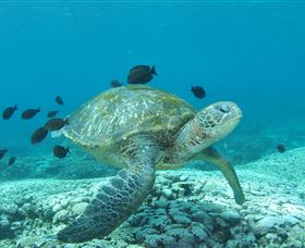 Flinders Reef Dive Site - Tweed Heads Accommodation 0