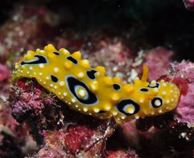 Flinders Reef Dive Site - Tweed Heads Accommodation 1
