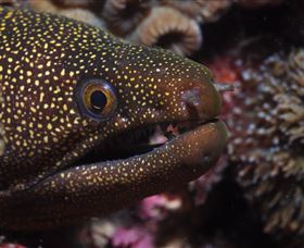 Flinders Reef Dive Site - Tweed Heads Accommodation 3