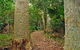 Depot Beach Rainforest Walk - thumb 0