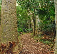 Depot Beach Rainforest walk - Tweed Heads Accommodation