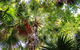 Depot Beach Rainforest Walk - thumb 2