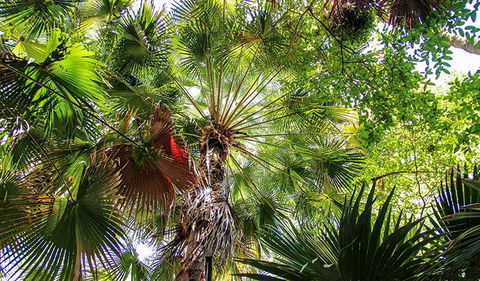 Depot Beach Rainforest Walk - Tweed Heads Accommodation 2