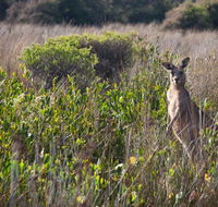 Murramarang Aboriginal Area walking track - Tweed Heads Accommodation
