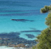 Jervis Bay Marine Park - Tweed Heads Accommodation