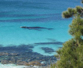 Jervis Bay Marine Park - Tweed Heads Accommodation 0