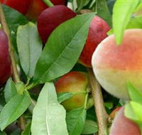 Fruit Salad Tree Company - Tweed Heads Accommodation