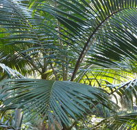 Bangalore Falls walking track - Tweed Heads Accommodation