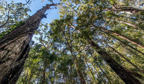 Brimbin Nature Reserve - Tweed Heads Accommodation 3
