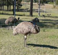Glen Ian Ostrich and Emu Farm - Tweed Heads Accommodation