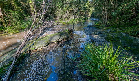 Dawson River Walking Track - Tweed Heads Accommodation 0