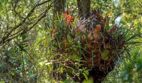 Brimbin Picnic Area - Tweed Heads Accommodation 3