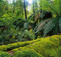 Errinundra National Park - Tweed Heads Accommodation